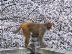 -苏州上方山国家森林公园