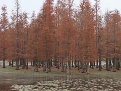 -白鹭湾湿地公园