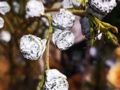 -幸福蓝海国际影城(苏州凤凰店)