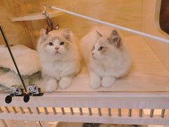 -柚子猫舍·精品猫舍购猫·猫咪认养·购宠·宠物店