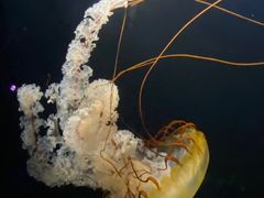 -欢乐海岸海洋奇梦馆
