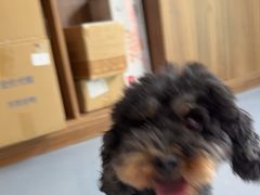 -心仪动物医院·牙专科·肿瘤·心脏科(西客站院)