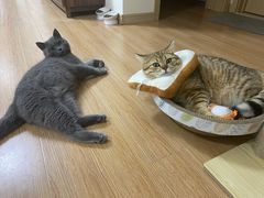 -思琪宠物医院(昆山花桥店)