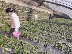 -大自然农场蔬菜草莓采摘园