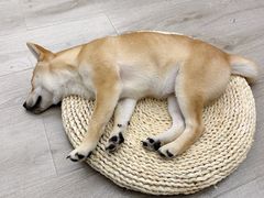 -浣熊柯尔鸭土拨鼠·电玩咖