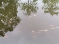 -西湖外事游船(花港观鱼码头)