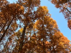 -黄海国家森林公园