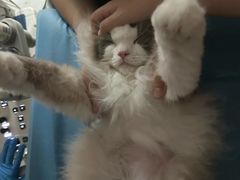 -艾贝尔宠物医院·24H转诊中心·肿瘤猫专科(江宁双龙店)