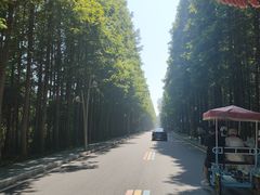 -日照海滨国家森林公园