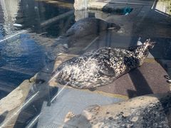 -西雅图水族馆