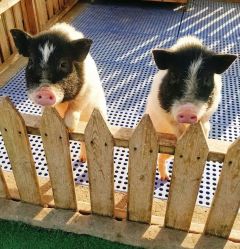 -萌宠亲子动物乐园(槐房万达店)