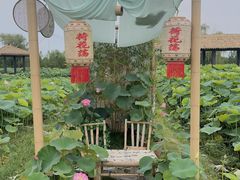 -荷花荡