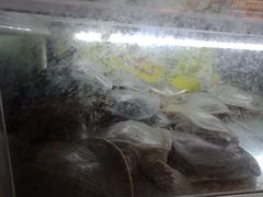 -聚味罗记大排檔·烧烤·鲜鱼杂·甲鱼煲(科学馆店)