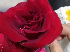 -卡漫莫尼蛋糕(徐汇店)