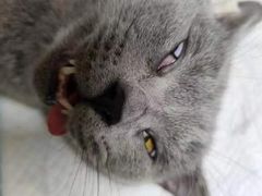 -乐琪宠物医院·犬猫专科·骨外科·急重症