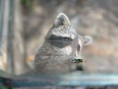 -北京鹿世界主题园