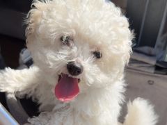 -艾贝尔宠物医院 ·内科全科(梁溪路店)