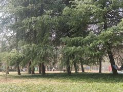 -洛阳市隋唐城遗址植物园