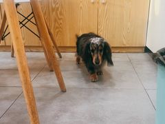 -帕帕拉兹宠物(亚洲旗舰店)