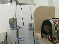 -伟伟宠物医院·CT影像中心·瑞派犬猫综合性门诊(汉口总院)