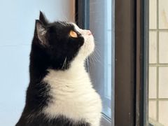 -有喵·猫咖·狗咖·30几只猫10只小狗(岗厦店)