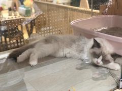 -藏猫猫咖啡主题馆(中央大道店)