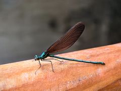 -白水寺森林公园