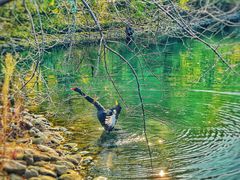 -长白岛森林公园