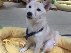 -逗柴咖啡屋·狗咖猫咖宠物桌游