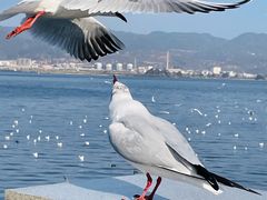 -海埂大坝