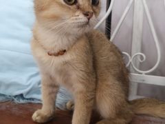 -共舞时光猫咖·狗咖(新街口店)