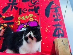 -爱洗澡的猫(望京店)