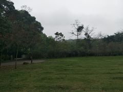 -南宁良凤江国家森林公园