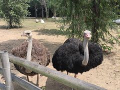 -大连森林动物园