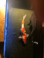 -鳌首刺青纹身 穿孔饰品店