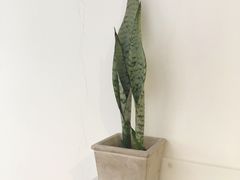 -素咫咖啡CLIFEROSE