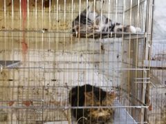 大堂-龙桥私厨·姜花菊花过桥鱼·顺德菜(容桂店)