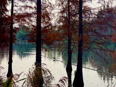 -白鹭湾湿地公园