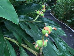 -广西壮族自治区药用植物园