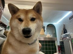 -是阿柴呀！柴犬咖啡·爱喵喵猫咖