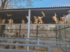 -长白岛森林公园