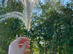 -池杉湖湿地公园