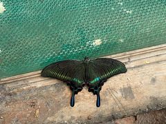 -上海昆虫博物馆