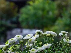 -南京市民俗博物馆(甘熙故居)