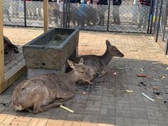 -长白岛森林公园