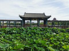 -莲花池公园