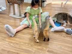 -COLOR PETS 撸猫馆·购猫·猫咖(长风大悦城店)