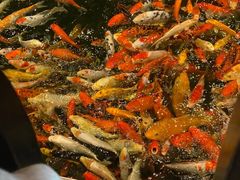 -龙悦湾酒家·八阵鱼生·渔人码头店