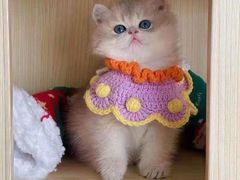 -欣宠猫屋·矮脚拿破仑·蓝金金渐层