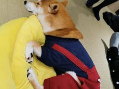 -逗柴咖啡屋·狗咖猫咖宠物桌游